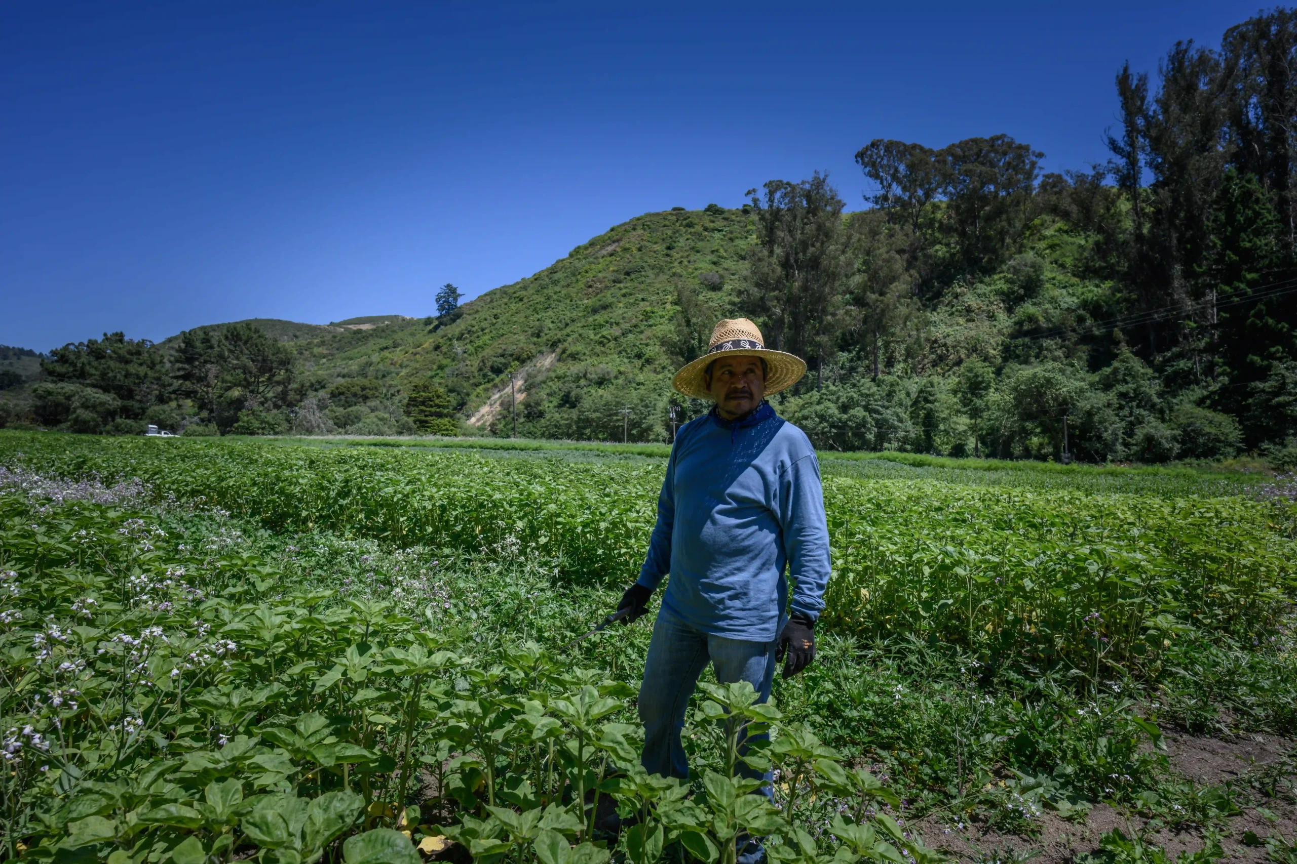 U.S. President Donald Trump suggested put the brakes on deportations of migrant workers in the fields and hotels. Photo: Manuel Ortiz MxPA