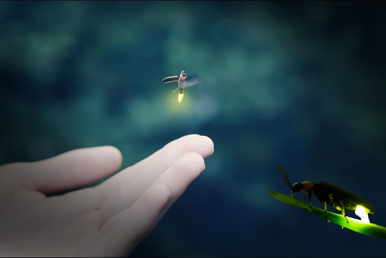 Thousands of tiny lights shining through the forests of Tlaxcala will light up again this summer as part of Firefly Season 2026.